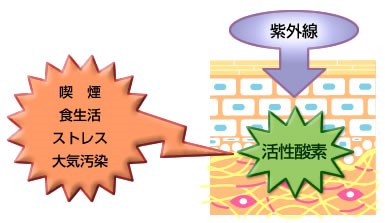 活性酸素の仕組み